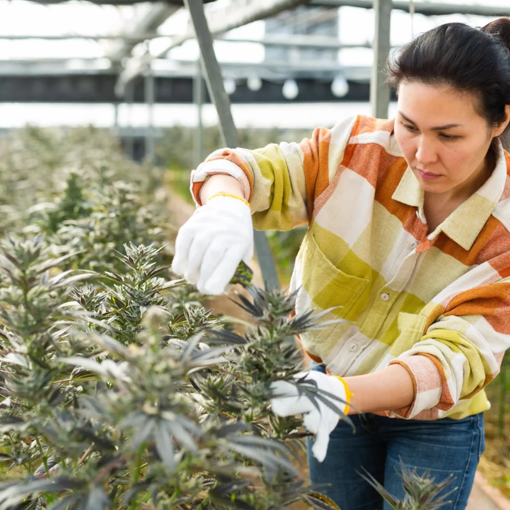 female farmer working in a greenhouse cropping cannabis
